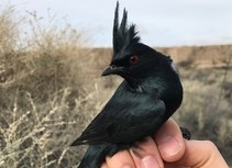 A black bird resting on someone's hand.