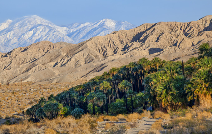 In the foreground palm trees, and tall mountains in the background with snow atop.