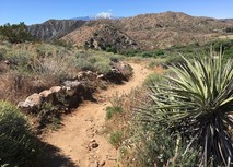 A dirt trail in a desert lined with brush and a yucca plant.