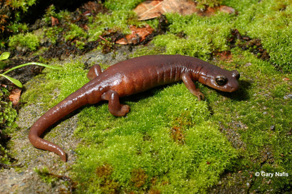 A Limestone salamander sitting on green moss.