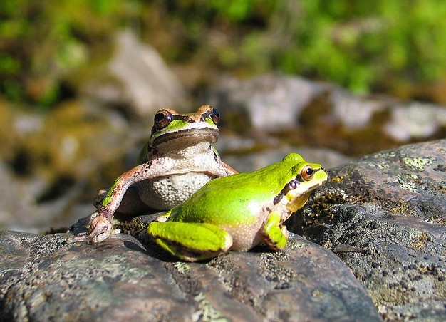 Two frogs sitting on a rock.