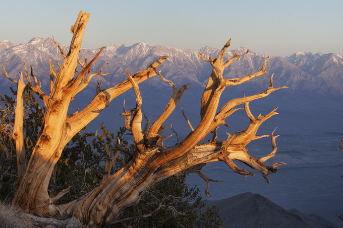 A dead tree on the edge of a mountain.