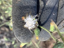 A flower from a weed being held in someones gloved hand.