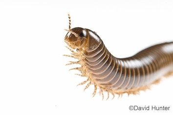 A close-up of a milipede.