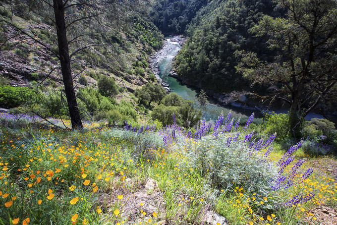 Wildflowers on a hillside overlooking a river canyon.