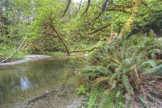 A lush creek with vegetation surrounding it.
