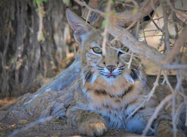 A bobcat sitting under some branches.