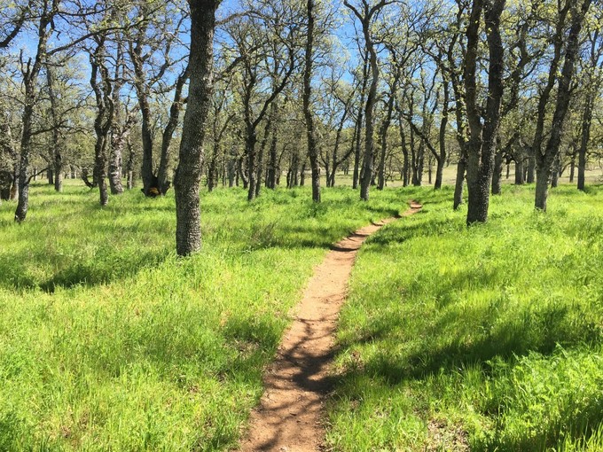 A trail through tall green grasses in a oak tree meadow.