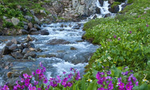 A flowing river with flowers on either side.