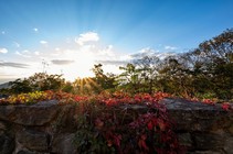 The sun shinning through some plants and red leaves hanging over a rock wall.