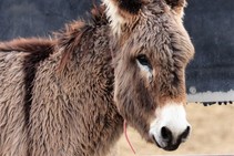 A close-up of a burro.