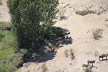 Aerial view of a herd of burros hanging out under the shade of a tree.