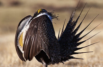 A large sage-grouse bird.