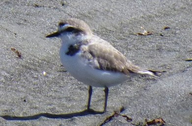 A small brown and white bird in the sand.