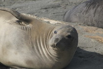 An elephant seal lying in the sand.