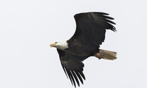 A bald eagle flying in the sky.