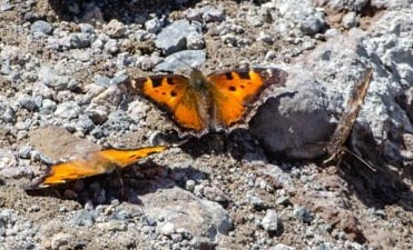 Orange butterflies on a rock.