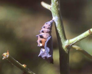 A lavender chrysalis of a butterfly hanging.