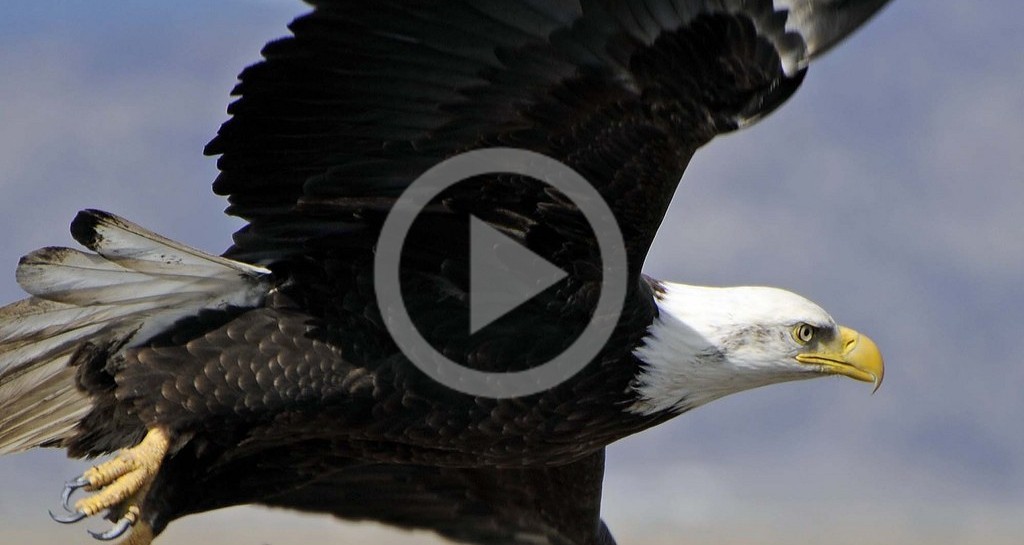 Bald eagle population soars