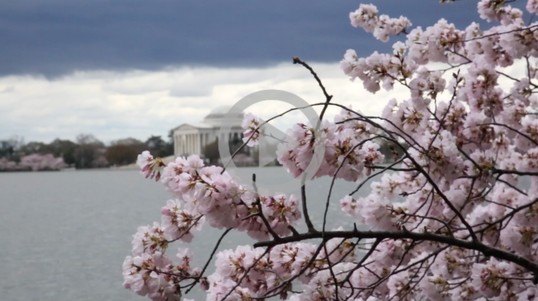 Cherry Blossoms are having a virtual festival