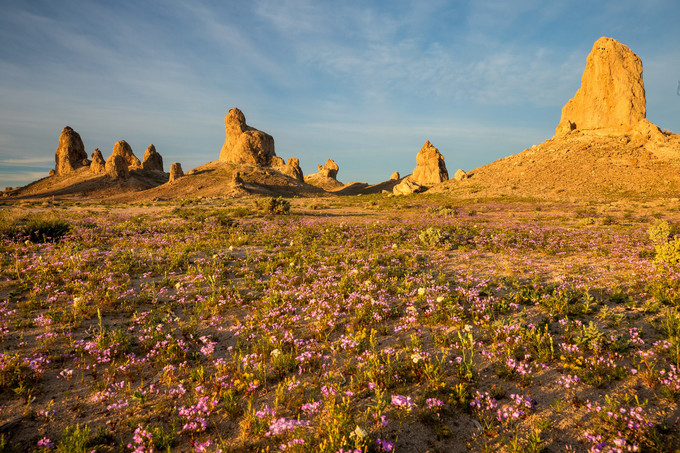 Rock formations with purple wildflowers in the front.