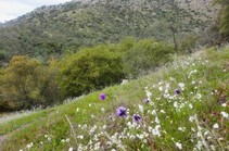 A mountainside with purple and white wildflowers.
