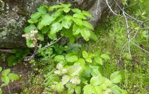 Poison oak growing near a rock.