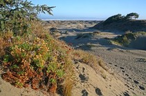 Coastal sand dunes.