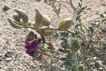 A purple wildflower in the desert.
