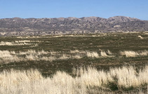A dry grassy plain.