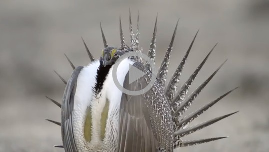 Male sage grouse puffing its chest