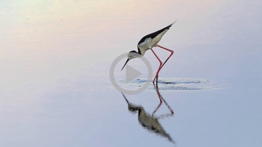 Hawaiian stilt searches for food in a pool of water