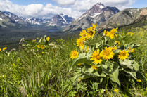 Yellow wildflowers on top of a mountain.