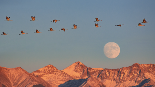 Sandhill cranes fly over Great Sand Dunes National Park photo by National Park Service