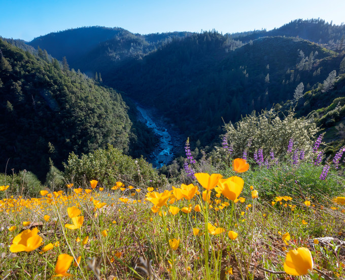 Orange poppies on the top of a mountain overlooking a river canyon.