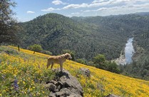 A dog standing on a hillside of yellow flowers.