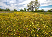 A field of yellow flowers and an oak tree.