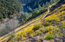 A hillside covered in wildflowers above a river canyon.