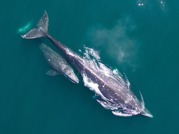 A gray whale and calf from above.