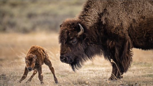 baby bison stand next to bigger bison