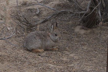 A small grey rabbit under a bush.