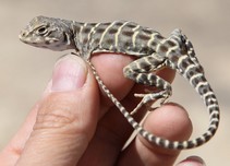 A blunt-nosed leopard lizard on someone's hand.