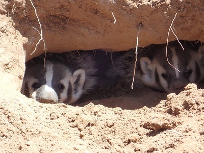 Two badgers in a burrow.
