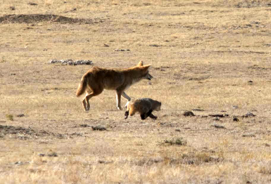 A cayote and a badger hunting.