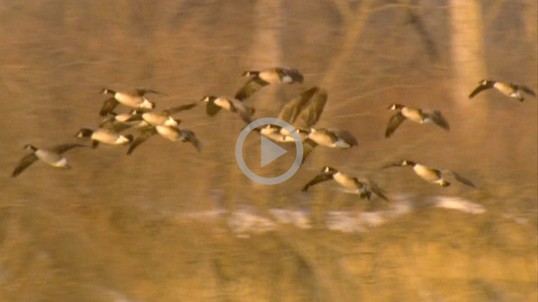 A group of geese fly over a pond