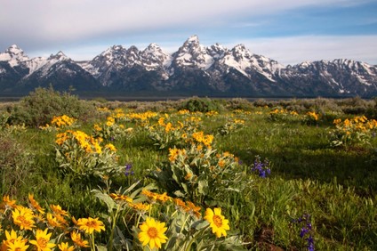 flowers sit in a field with mountains in the background