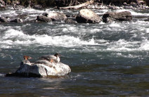 Ducks on rocks in river.