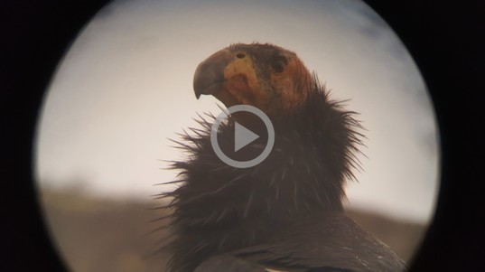 A California condor seen through a lens