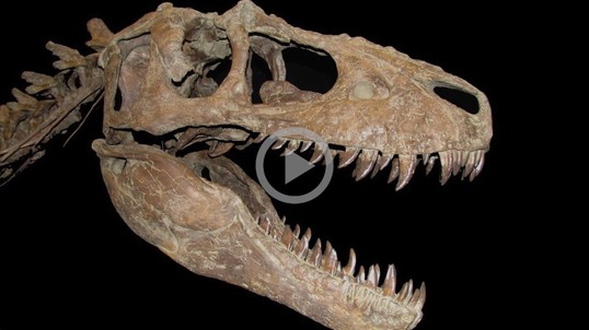 The head of a large tyrannosaurs dinosaur 