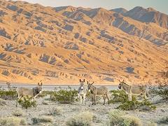 Wild burros in a desert landscape.